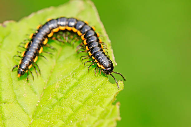 istock Coarse straight diplopod on plant 2213997696