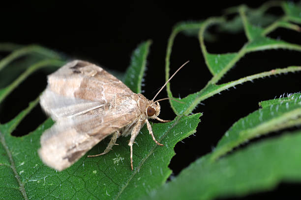 istock Moths in the nature 2213997787