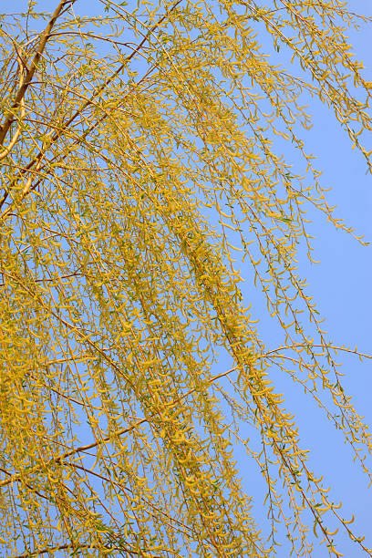 istock Bright yellow willow in the blue sky 2213998489