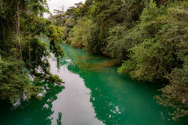 An aerial or elevated view captures the stunning, vibrant turquoise color of a river as it meanders through the dense, green tropical jungle in Chiapas, Mexico. The rich hue of the water, likely due to natural mineral content, creates a striking contrast with the surrounding abundant foliage, showcasing the untouched natural beauty and serene environment of this remote region. Ideal for themes of nature, travel, environment, conservation, and tranquil landscapes.
