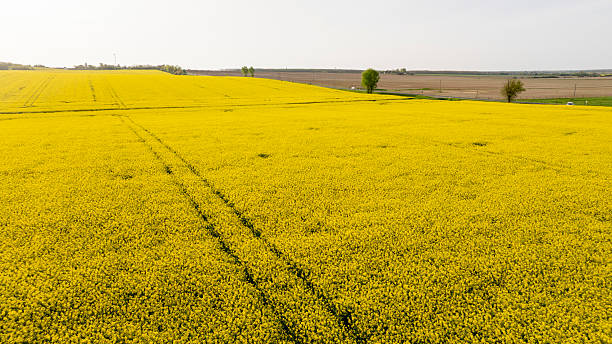 istock Vibrant Yellow Rapeseed Field Blooming Under Sunlight 2213999040