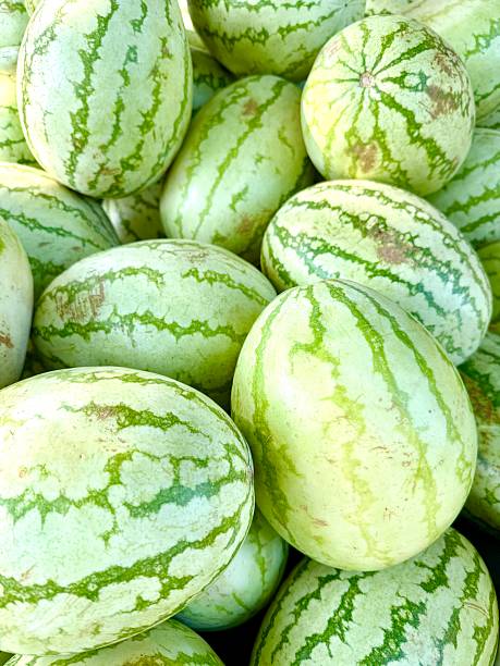 Green Watermelon Fruit