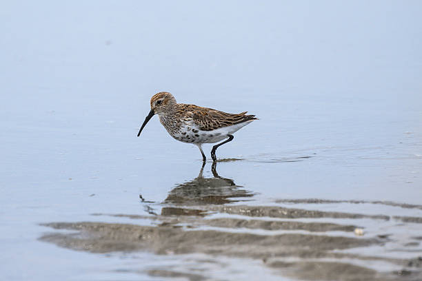 istock Shorebird foraging on the wet sand during low tide at the beach under a clear sky 2214002033