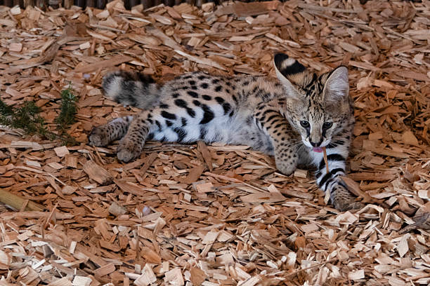 A playful serval kitten sprawls on a bed of wood chips in its habitat, showcasing its distinctive spotted coat and curious demeanor as it explores the surroundings.