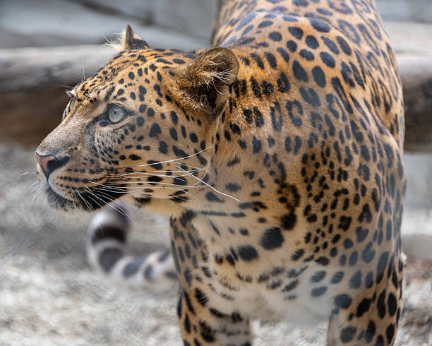istock Majestic leopard prowls through its enclosure exhibiting keen hunting instincts 2214002045