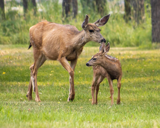 istock Two mule deer interact in a lush green meadow during a sunny day in the forest 2214002078