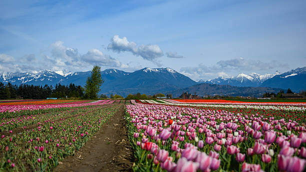 istock Tulip fields bloom under a vibrant sky in spring with mountains in the background 2214002731