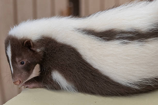 A striped baby skunk is quietly resting on a textured surface, showcasing its distinct fur patterns. The animal appears calm and alert, surrounded by a neutral environment.