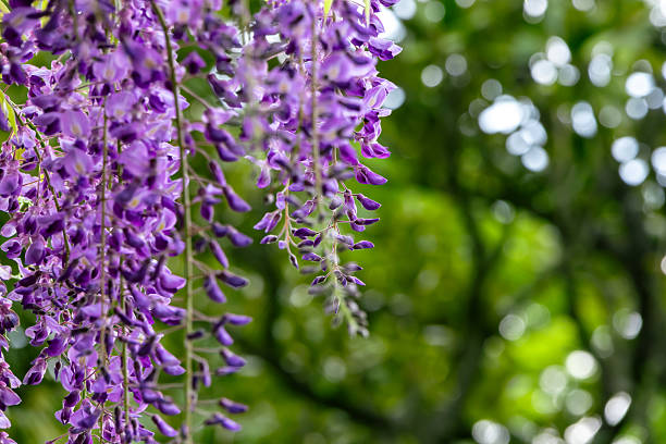 istock Wisteria flower 2214004346