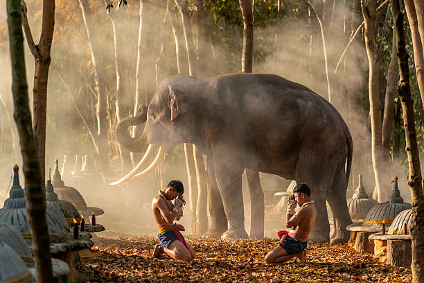 istock Muay Thai fighters ritual with elephant in forest 2214005430