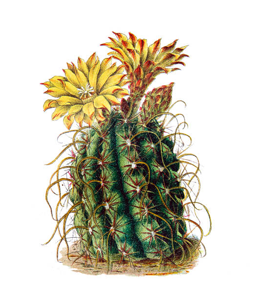 Ferocactus hamatacanthus (or Echinocactus longihamatus)