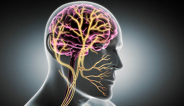 istock 3D rendering of  Man with Vagus Nerve 2214007746