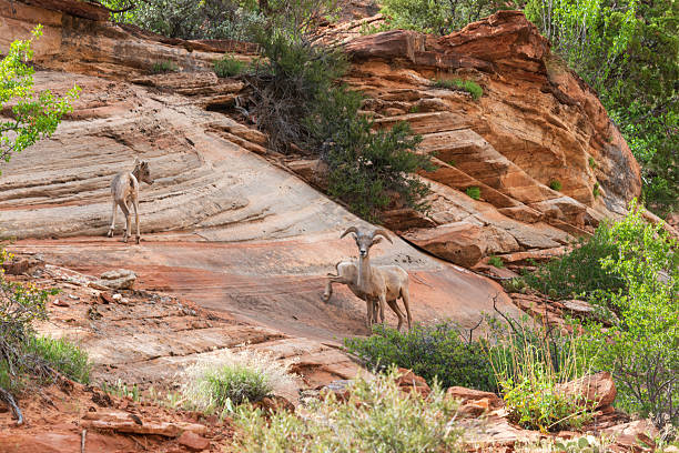 Zion National Park in Utah, USA