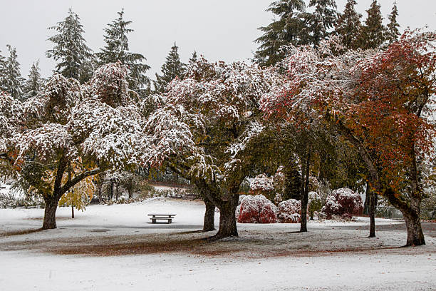Leaves of vibrant colors cling to trees while a fresh layer of snow blankets the ground in a peaceful park. A picnic table sits quietly among the seasonal beauty.