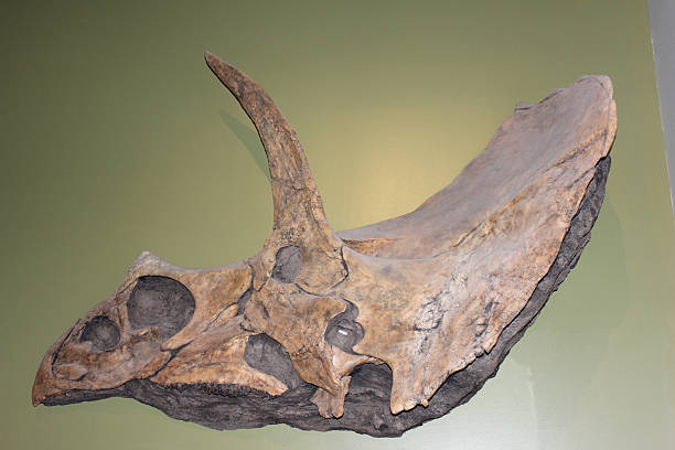istock Triceratops, dinosaur skull fossil displayed on a green wall in a museum setting during the daytime 2214008884
