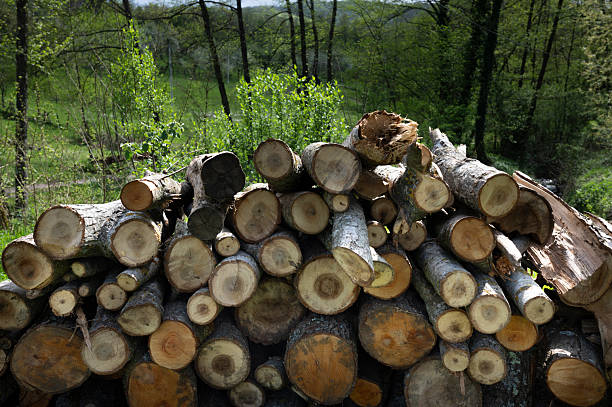 istock Firewood stacked and prepared for winter 2214009625
