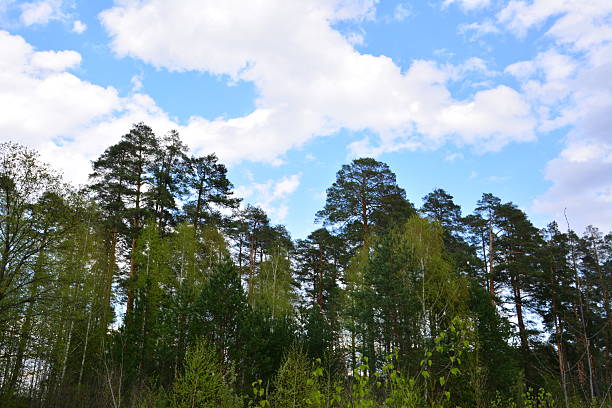 istock Forest trees reaching for the sky under a cloudy bright sky 2214012090