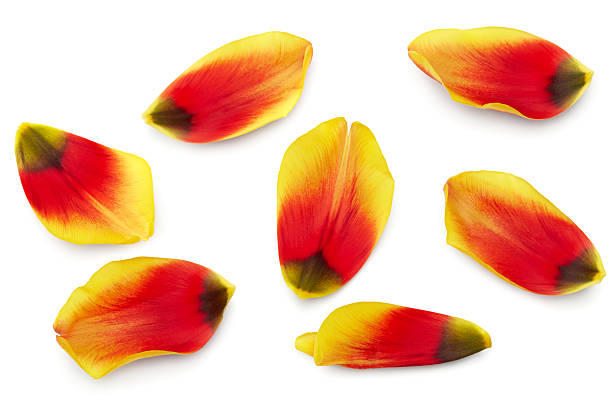 istock tulip petals isolated on white background. clipping path 2214012747