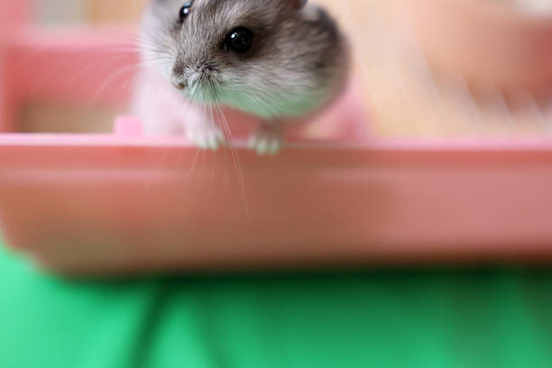 cute golden hamster images