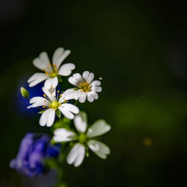 Close-up of delicate white flowers with yellow centers against a lush green background, showcasing nature's beauty.