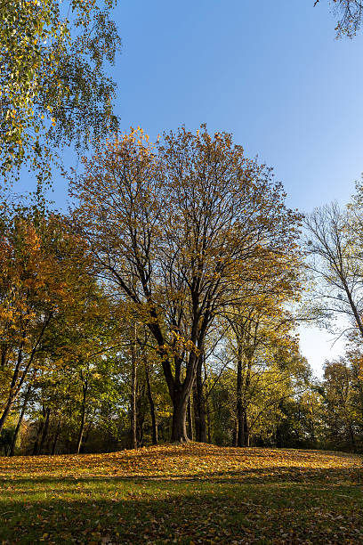 istock maples and other deciduous trees in the autumn in the park , blue sky 2214013143