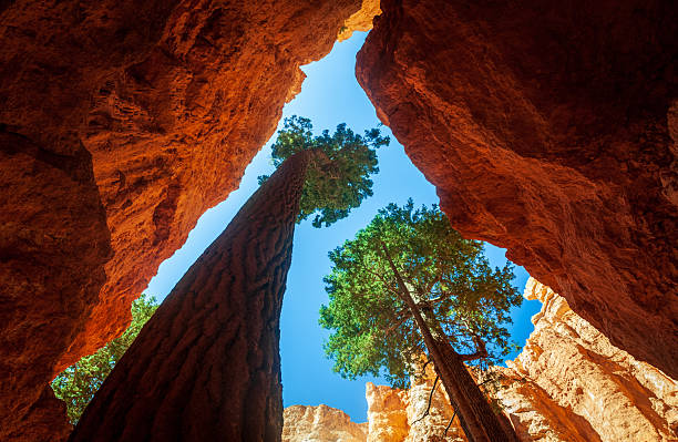 istock Bryce Canyon National Park in southern Utah 2214013210