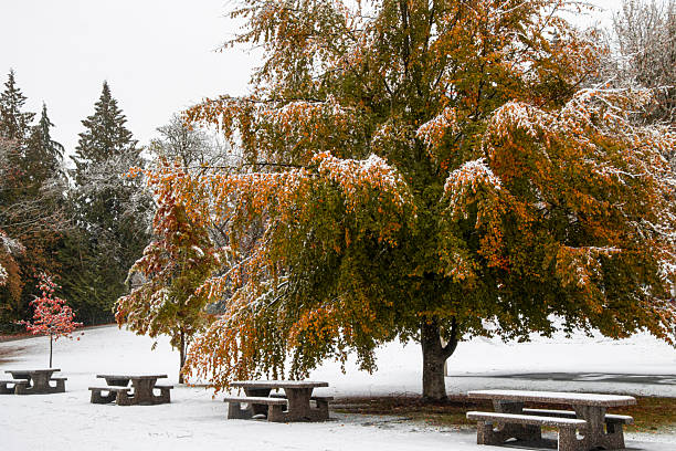 Colorful autumn leaves cling to branches while a fresh layer of snow blankets the ground in a peaceful park. Benches invite visitors to enjoy the serene winter scenery.