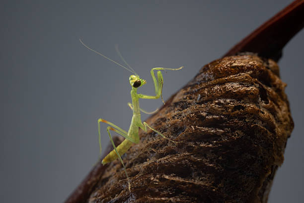 Portrait of a newborn semitransparent tree mantis (Hierodula tenuidentata), called a nymph, which has just hatched from the egg capsule, called ootheca, and he sits on it with his forelimbs raised.