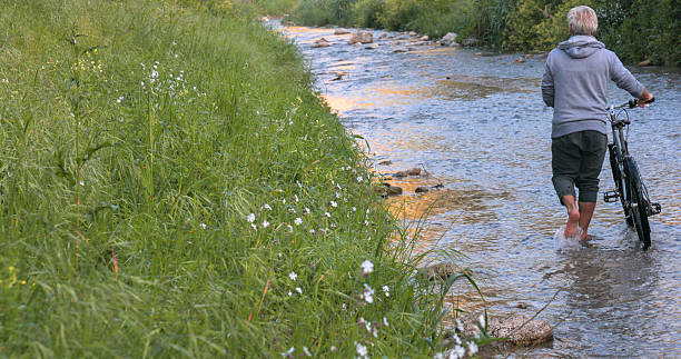 Marsh yolk flower (Caltha palustris) in a stream, nature reserve, woodland in Mecklenburg-Vorpommern, Springtime