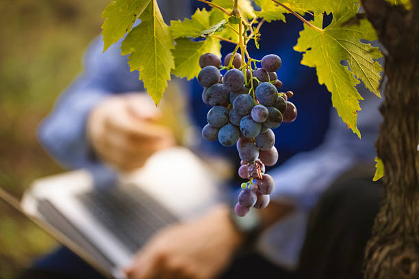 Young man working as a field analytic in viticulture, transferring all the collected data onto a computer software