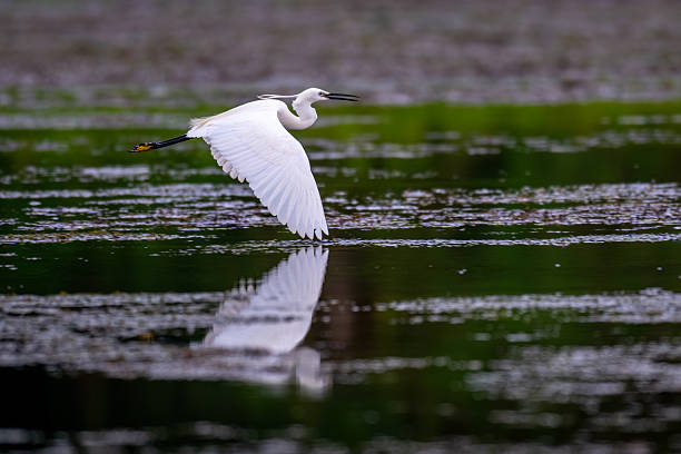 istock Little Egret bird in flight 2214017174