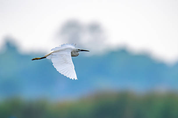 istock Little Egret bird in flight 2214017198