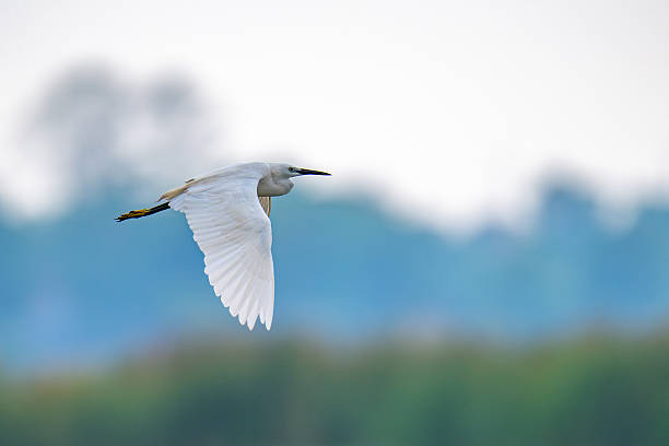 istock Little Egret bird in flight 2214017214