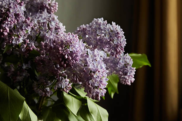Light from the window on lilac blossoms. The sun creates a contrast between dark shadows and light petals. Lilac is a symbol of the romantic soul, suitable for wedding albums and romantic themes.