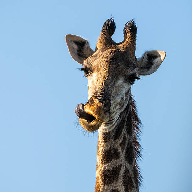 Giraffe sticking tongue out.