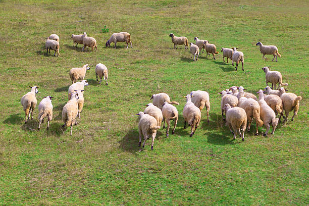 Group of sheep grazing on a grassy field. Flock of sheep moving across the open field, highlighting the tranquility of the rural landscape