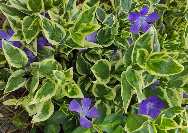 istock Beauty of Nature 2214019778