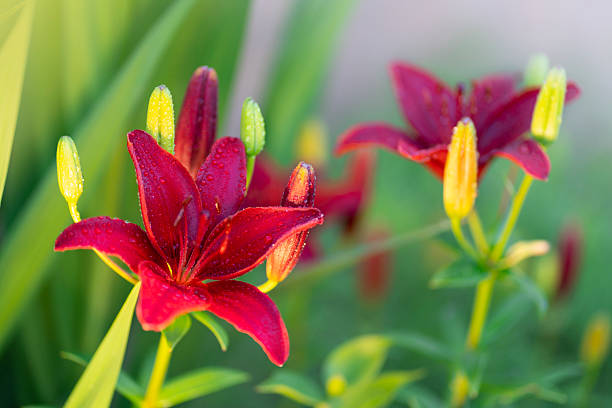 red lily lit by sunlight right after rain during summer, garden Poland