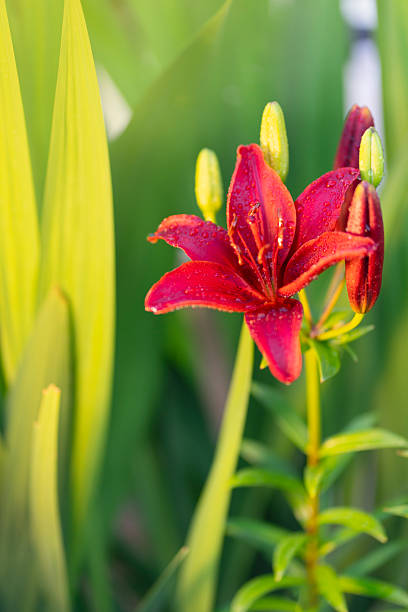 istock red lily lit by sunlight right after rain during spring (macroclose-up photo) 2214023658