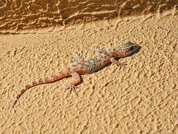 istock A Mediterranean house gecko 2214025107