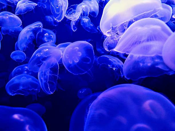 A smack of Jellyfish in a deep Blue aquarium in Denver Colorado