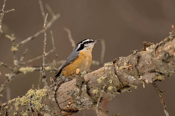 Beautiful nuthatch perched, still, listening to the sounds in the surrounding forest.