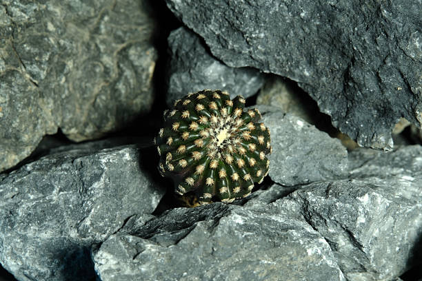 istock Close up Discocactus horstii on artificial habitat, live at rock cliff crevice stone surface 2214025489