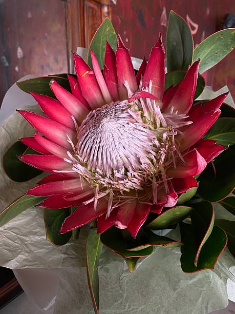 istock Bouquet with protea close-up 2214026503