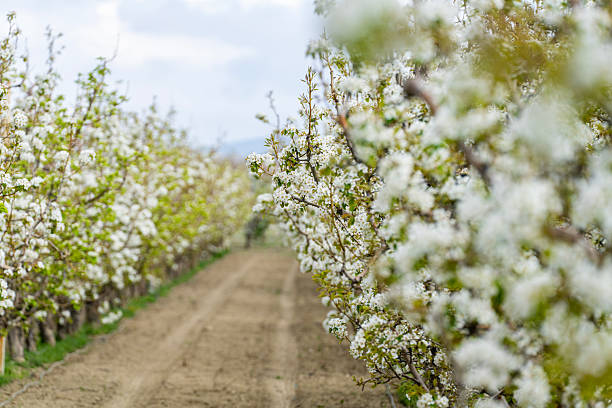 Blossoming apple orchard in Antalya, Turkiye