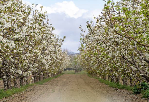 Blossoming apple orchard in Antalya, Turkiye
