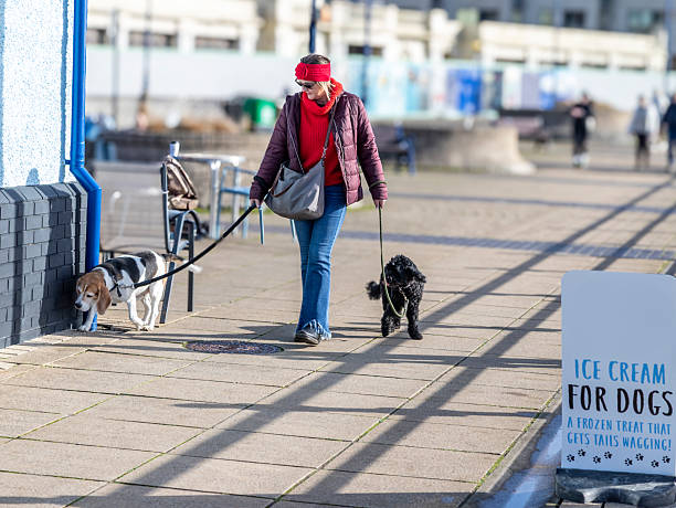 woman walking 3 dogs, Beagle, show spaniel & cockerpoo at the beach and the duck pond
