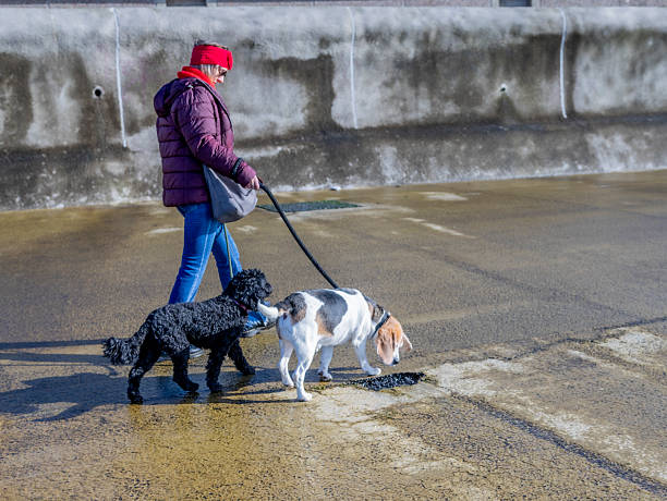istock woman walking 3 dogs 2214027799