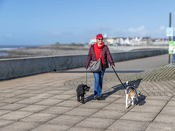 istock woman walking 3 dogs 2214027965