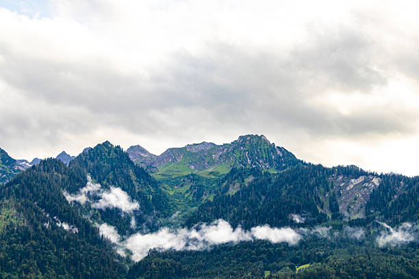 View from a cable car at the snowcapped Austrian alps surrounded by very tall fir trees while being high up in the air